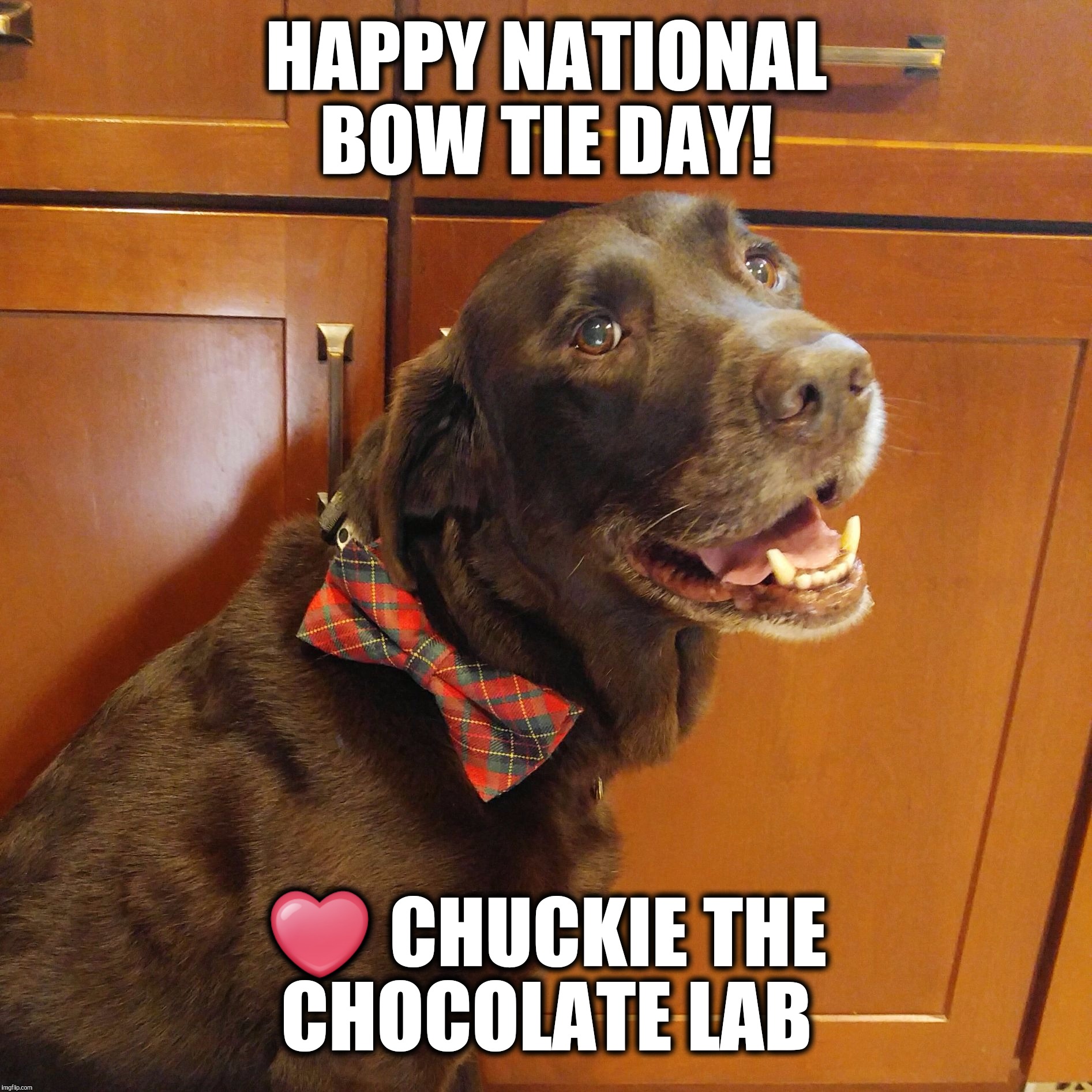 Happy National Bow Tie Day!  | HAPPY NATIONAL BOW TIE DAY! ❤️ CHUCKIE THE CHOCOLATE LAB | image tagged in chuckie the chocolate lab,bow tie,national,labrador,bow tie day,dog | made w/ Imgflip meme maker