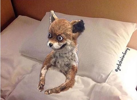 Fox in bed Blank Meme Template