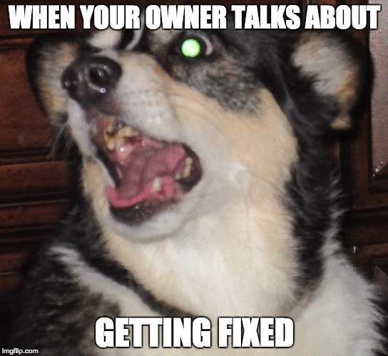WHEN YOUR OWNER TALKS ABOUT; GETTING FIXED | image tagged in memes,jaw drop | made w/ Imgflip meme maker