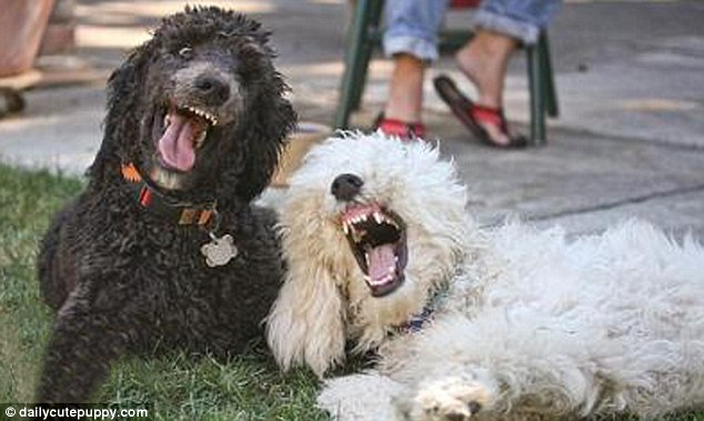 POODLES LAUGHING Blank Meme Template