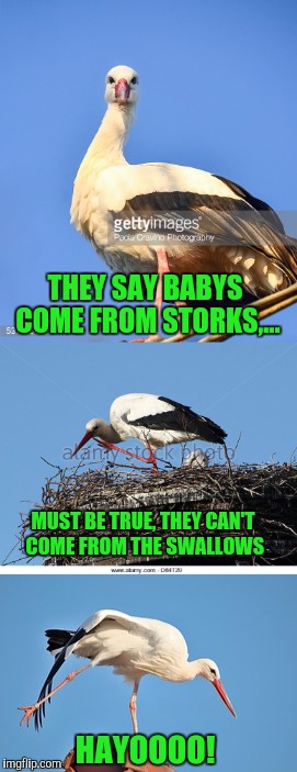 THEY SAY BABYS COME FROM STORKS,... MUST BE TRUE, THEY CAN'T COME FROM THE SWALLOWS HAYOOOO! | made w/ Imgflip meme maker