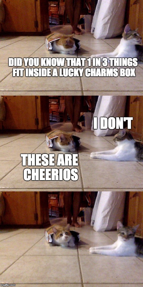 dad joke cat |  DID YOU KNOW THAT 1 IN 3 THINGS FIT INSIDE A LUCKY CHARMS BOX; I DON'T; THESE ARE CHEERIOS | image tagged in dad joke dog,dad joke cat | made w/ Imgflip meme maker