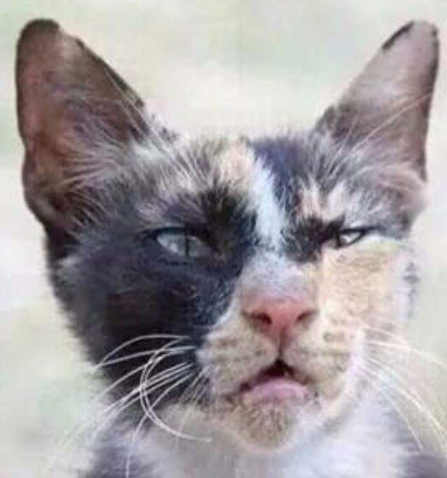 High Quality Cranky Cat Blank Meme Template