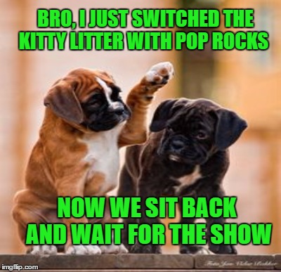 Don't Leave Me Hangin'  | BRO, I JUST SWITCHED THE KITTY LITTER WITH POP ROCKS; NOW WE SIT BACK AND WAIT FOR THE SHOW | image tagged in poprocks,lynch1979,lol,memes,here kitty kitty kitty | made w/ Imgflip meme maker