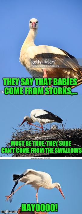 Can't take credit for the joke, but the templates all moi. | THEY SAY THAT BABIES COME FROM STORKS,... MUST BE TRUE, THEY SURE CAN'T COME FROM THE SWALLOWS; HAYOOOO! | image tagged in bad pun stork,sewmyeyesshut,funny memes,suki suki suki suki sue | made w/ Imgflip meme maker