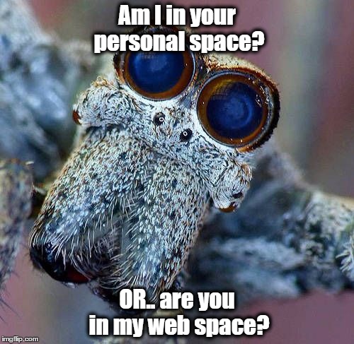 Am I in your personal space? OR.. are you in my web space? | image tagged in spider,personal space,web,space | made w/ Imgflip meme maker