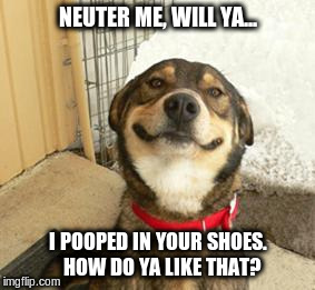 Good Dog Greg | NEUTER ME, WILL YA... I POOPED IN YOUR SHOES.  HOW DO YA LIKE THAT? | image tagged in good dog greg | made w/ Imgflip meme maker