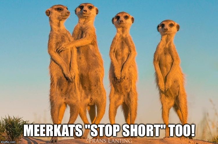 Meerkat Boob | MEERKATS "STOP SHORT" TOO! | image tagged in meerkat boob | made w/ Imgflip meme maker