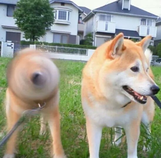 maximum bork mode Blank Meme Template