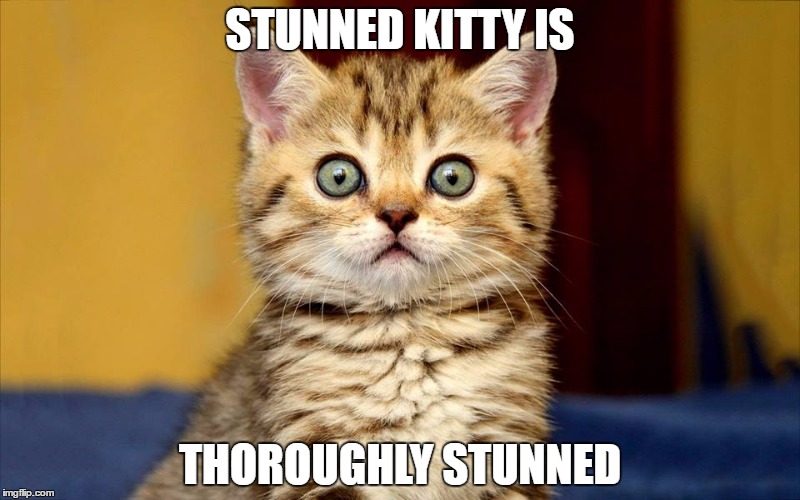 Stunned_Kitty | STUNNED KITTY IS; THOROUGHLY STUNNED | image tagged in stunned_kitty | made w/ Imgflip meme maker