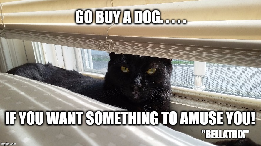 GO BUY A DOG! | GO BUY A DOG. . . . . IF YOU WANT SOMETHING TO AMUSE YOU! "BELLATRIX" | image tagged in cats,animals,funny cats,funny animals,funny cat memes | made w/ Imgflip meme maker