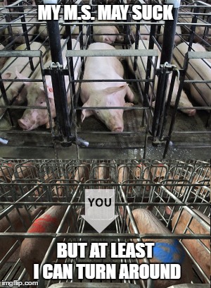 Pig crate  cruelty | MY M.S. MAY SUCK; BUT AT LEAST I CAN TURN AROUND | image tagged in pigs,abuse,multiple sclerosis | made w/ Imgflip meme maker