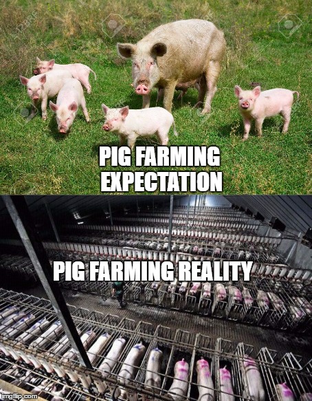 pig farm reality | PIG FARMING EXPECTATION; PIG FARMING REALITY | image tagged in pigs,animal rights | made w/ Imgflip meme maker