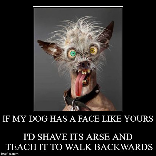 image tagged in funny,funny memes,ugly dog,tk | made w/ Imgflip demotivational maker
