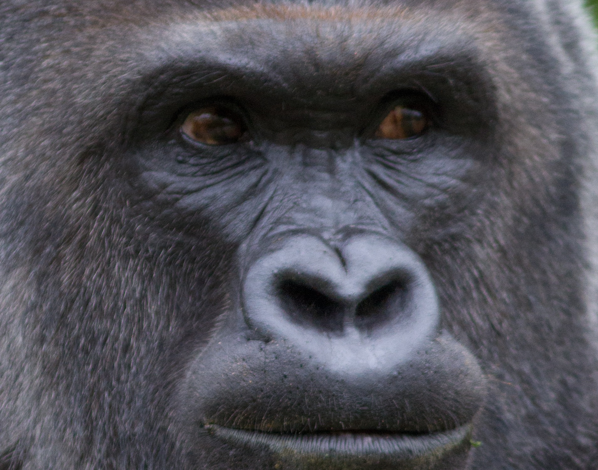 Harambe closeup Blank Meme Template