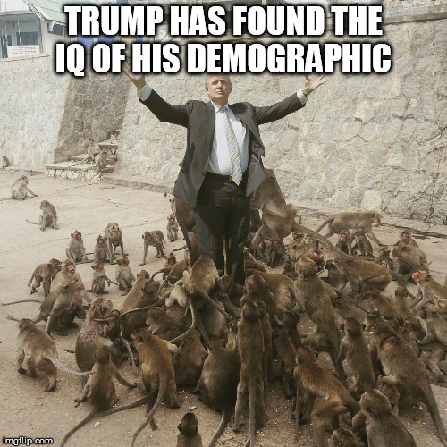 Trump Monkeys | TRUMP HAS FOUND THE IQ OF HIS DEMOGRAPHIC | image tagged in trump,donald trump,monkeys,iq,demographic | made w/ Imgflip meme maker