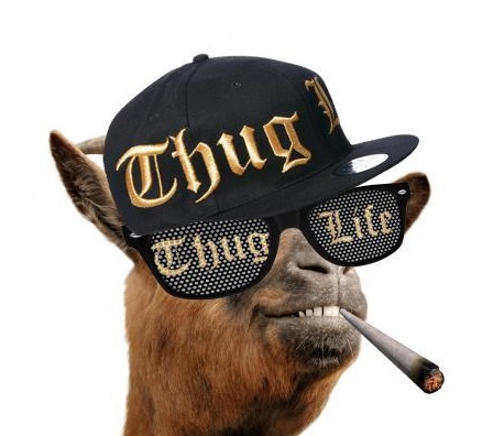 High Quality thug life camel Blank Meme Template