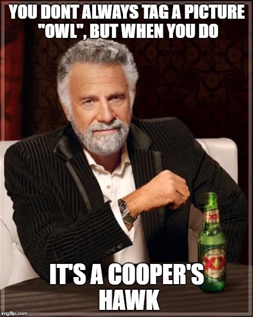 The Most Interesting Man In The World Meme | YOU DONT ALWAYS TAG A PICTURE "OWL", BUT WHEN YOU DO IT'S A COOPER'S HAWK | image tagged in memes,the most interesting man in the world | made w/ Imgflip meme maker