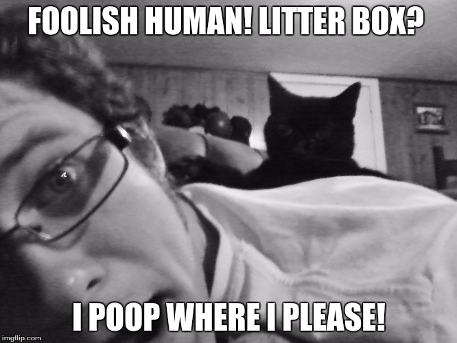 Poop Where I Please | FOOLISH HUMAN! LITTER BOX? I POOP WHERE I PLEASE! | image tagged in cats,funny cats,wildcats,catslovers | made w/ Imgflip meme maker