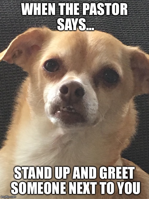 Caught Off Guard Chihuahua | WHEN THE PASTOR SAYS... STAND UP AND GREET SOMEONE NEXT TO YOU | image tagged in funny,chihuahua,church | made w/ Imgflip meme maker