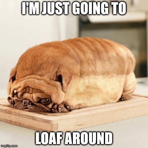 Dog Loaf | I'M JUST GOING TO; LOAF AROUND | image tagged in dog,bread | made w/ Imgflip meme maker