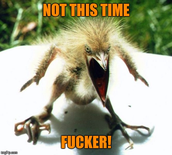 Unpleasant Bird | NOT THIS TIME F**KER! | image tagged in unpleasant bird | made w/ Imgflip meme maker