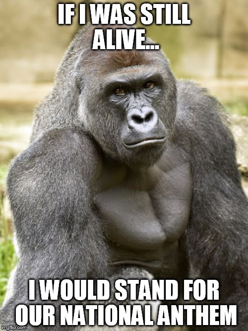 Harambe | IF I WAS STILL ALIVE... I WOULD STAND FOR OUR NATIONAL ANTHEM | image tagged in harambe | made w/ Imgflip meme maker