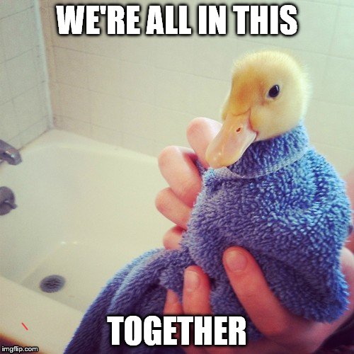 The duck says... | WE'RE ALL IN THIS; TOGETHER | image tagged in duck | made w/ Imgflip meme maker