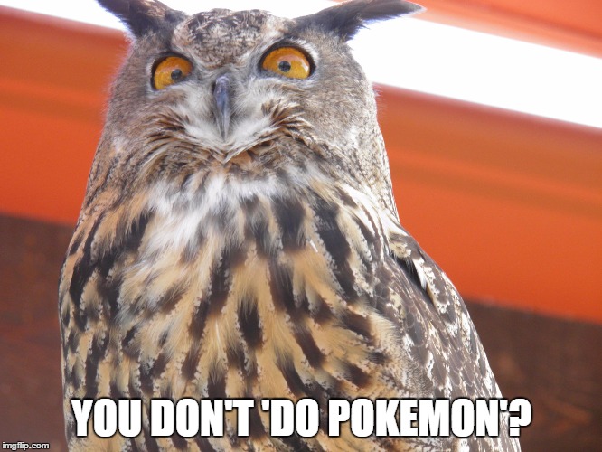 YOU DON'T 'DO POKEMON'? | image tagged in judgmental owl | made w/ Imgflip meme maker