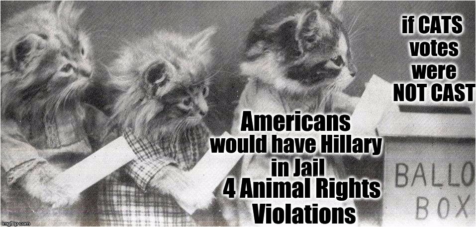 CATS CASTING VOTES | if CATS votes were NOT CAST; would have Hillary in Jail; Americans; 4 Animal Rights Violations | image tagged in cats casting votes | made w/ Imgflip meme maker