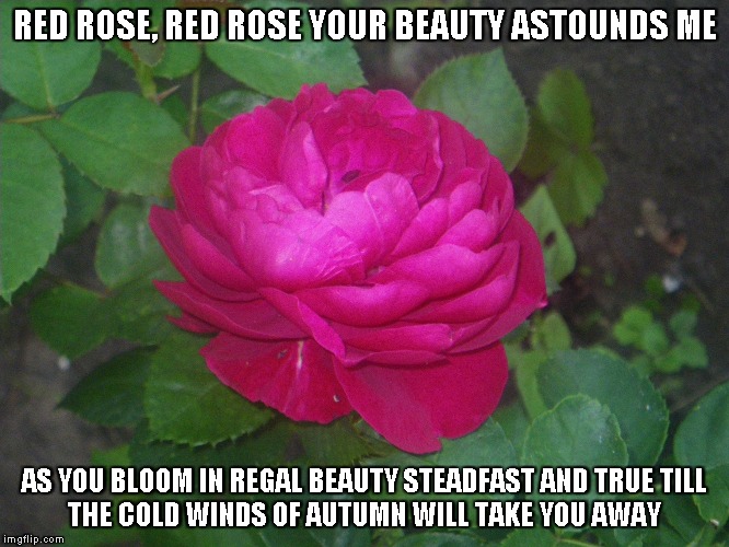 The Beauty of the Red Rose | RED ROSE, RED ROSE YOUR BEAUTY ASTOUNDS ME; AS YOU BLOOM IN REGAL BEAUTY STEADFAST AND TRUE
TILL THE COLD WINDS OF AUTUMN WILL TAKE YOU AWAY | image tagged in red roses,autumn,cold winds | made w/ Imgflip meme maker