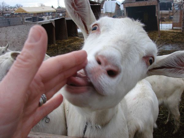 High Quality tongue the goat Blank Meme Template