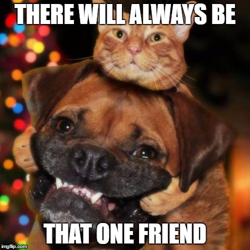 dogs an cats | THERE WILL ALWAYS BE; THAT ONE FRIEND | image tagged in dogs an cats,memes,cats,dogs | made w/ Imgflip meme maker