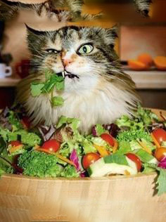 High Quality salad-cat Blank Meme Template