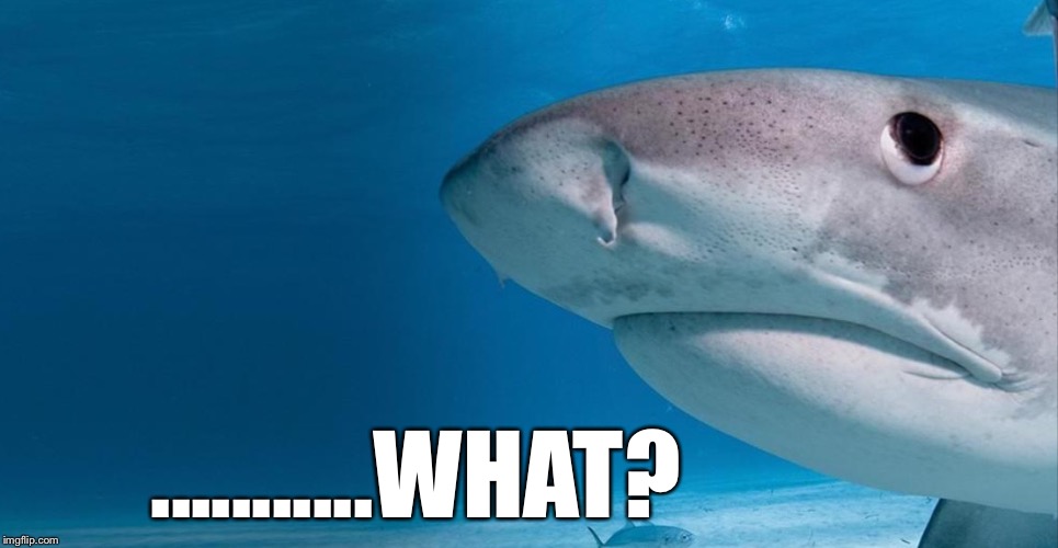 Shark | ...........WHAT? | image tagged in shark | made w/ Imgflip meme maker