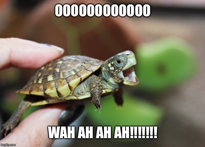Turtles For Pets | OOOOOOOOOOOO; WAH AH AH AH!!!!!!! | image tagged in turtles for pets | made w/ Imgflip meme maker