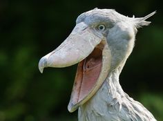 Shoebill Stork Blank Meme Template