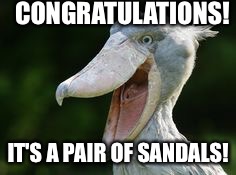 Shoebill Stork delivers Twins !  | CONGRATULATIONS! IT'S A PAIR OF SANDALS! | image tagged in shoebill stork,pregnancy,baby,twins,funny,stork | made w/ Imgflip meme maker