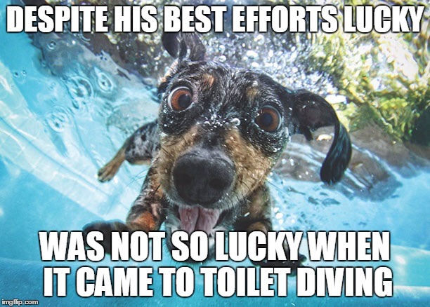 Dog | DESPITE HIS BEST EFFORTS LUCKY; WAS NOT SO LUCKY WHEN IT CAME TO TOILET DIVING | image tagged in dog | made w/ Imgflip meme maker