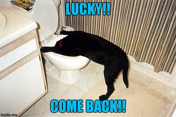 LUCKY!! COME BACK!! | made w/ Imgflip meme maker