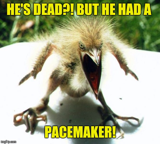 Angry bird | HE'S DEAD?! BUT HE HAD A PACEMAKER! | image tagged in angry bird | made w/ Imgflip meme maker