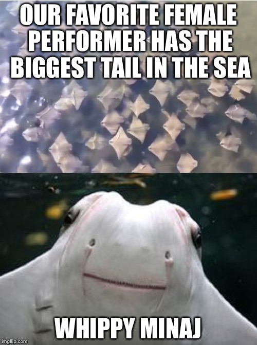 Sting Rays | OUR FAVORITE FEMALE PERFORMER HAS THE BIGGEST TAIL IN THE SEA; WHIPPY MINAJ | image tagged in sting rays,memes,nikki minaj | made w/ Imgflip meme maker