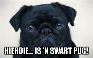 HIERDIE... IS 'N SWART PUG! | image tagged in swart pug | made w/ Imgflip meme maker