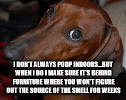 Dog pooping indoors | I DON'T ALWAYS POOP INDOORS...BUT WHEN I DO I MAKE SURE IT'S BEHIND FURNITURE WHERE YOU WON'T FIGURE OUT THE SOURCE OF THE SMELL FOR WEEKS | image tagged in dog poop,indoor pooping | made w/ Imgflip meme maker