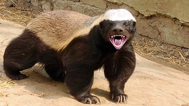 High Quality Honey Badger Blank Meme Template