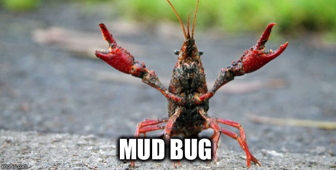 MUD BUG | made w/ Imgflip meme maker