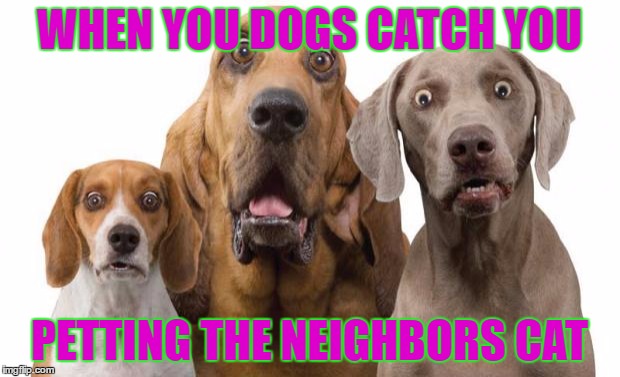 Dogs Surprised |  WHEN YOU DOGS CATCH YOU; PETTING THE NEIGHBORS CAT | image tagged in dogs surprised | made w/ Imgflip meme maker