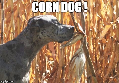 A real corn Dog ! | CORN DOG ! | image tagged in dog | made w/ Imgflip meme maker