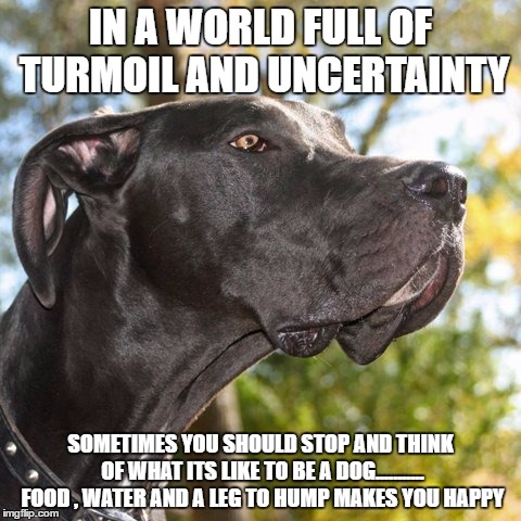A dogs life | IN A WORLD FULL OF TURMOIL AND UNCERTAINTY; SOMETIMES YOU SHOULD STOP AND THINK OF WHAT ITS LIKE TO BE A DOG........... FOOD , WATER AND A LEG TO HUMP MAKES YOU HAPPY | image tagged in dog,happy dog | made w/ Imgflip meme maker