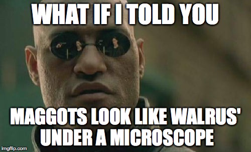 Matrix Morpheus | WHAT IF I TOLD YOU; MAGGOTS LOOK LIKE WALRUS' UNDER A MICROSCOPE | image tagged in memes,matrix morpheus | made w/ Imgflip meme maker